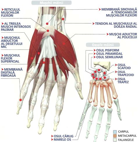 Articulații dureroase ale degetelor de la picioare, Cum se manifesta artroza la nivelul mainilor?